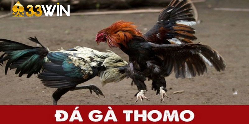 đá gà thomo 33win